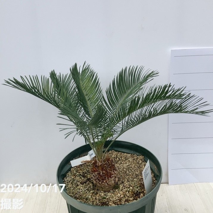 激レア！現品お届け】サイカス カイルンシアナ（ブルーソテツ）8号