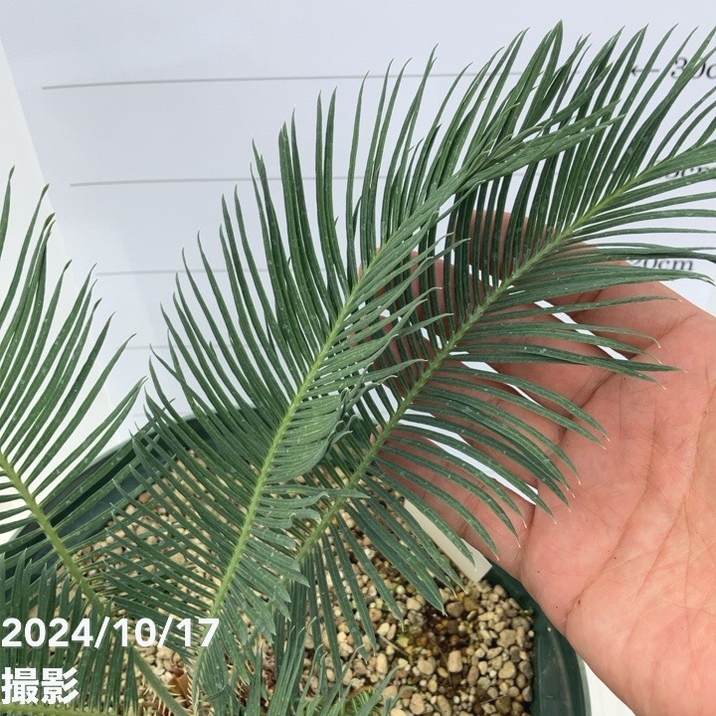 激レア！現品お届け】サイカス カイルンシアナ（ブルーソテツ）8号