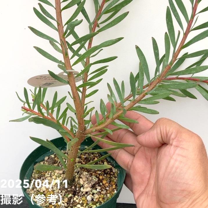 リューカデンドロン イエローチューリップ 4号｜花木10-TU | 花木