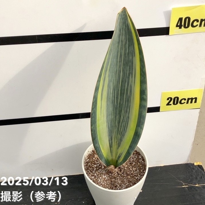 サンスベリア 5号 マッソニアナバリエガータ 斑入り（1枚葉）プラ鉢