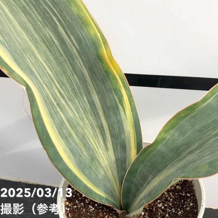 サンスベリア 5号 マッソニアナバリエガータ 斑入り プラ鉢仕様｜観葉