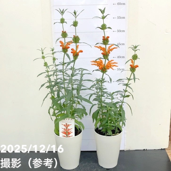 レオノチス 4号 2鉢セット｜草花10-TU | 草花 | 赤塚植物園オンライン