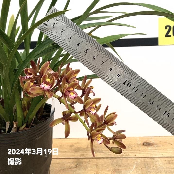 開花中 花芽1個以上＞キンリョウヘン 4号（原種 赤花系）｜ミツバチ蘭