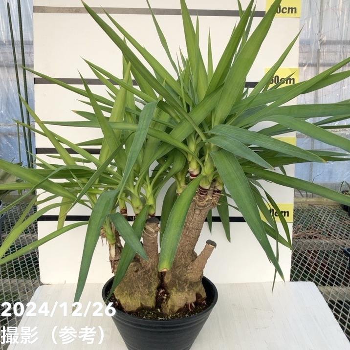 限定3鉢】ユッカ 9号 エレファンティペス（Yucca elephantipes