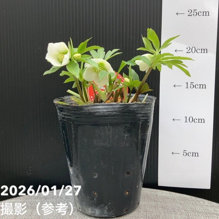 一点物】横山園芸 クリスマスローズ ベビードール（プチドール） 4.5号