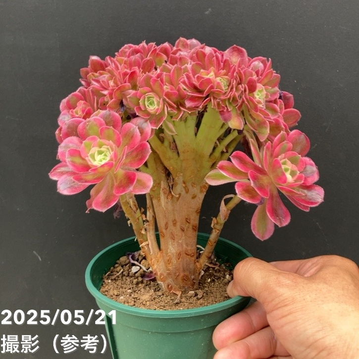 綴化アエオニウム ピンクウィッチ錦 4号｜観葉04-PA | □キーワード