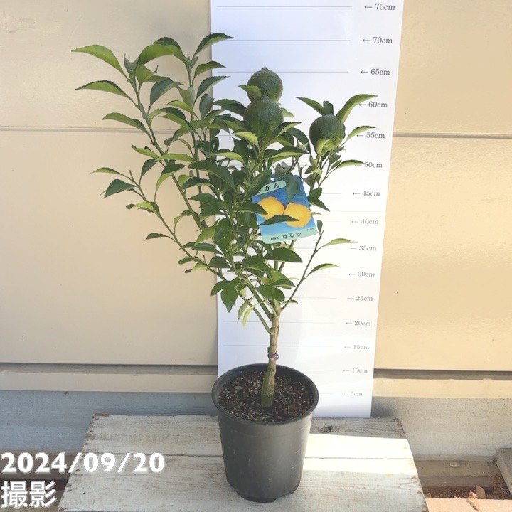 完熟実付き＞みかん はるか 6号 2年生苗｜柑橘｜果樹04-PA | 果樹,柑橘