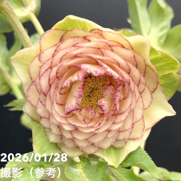 お買い得一点物咲き進み株】加藤農園 多弁クリスマスローズ