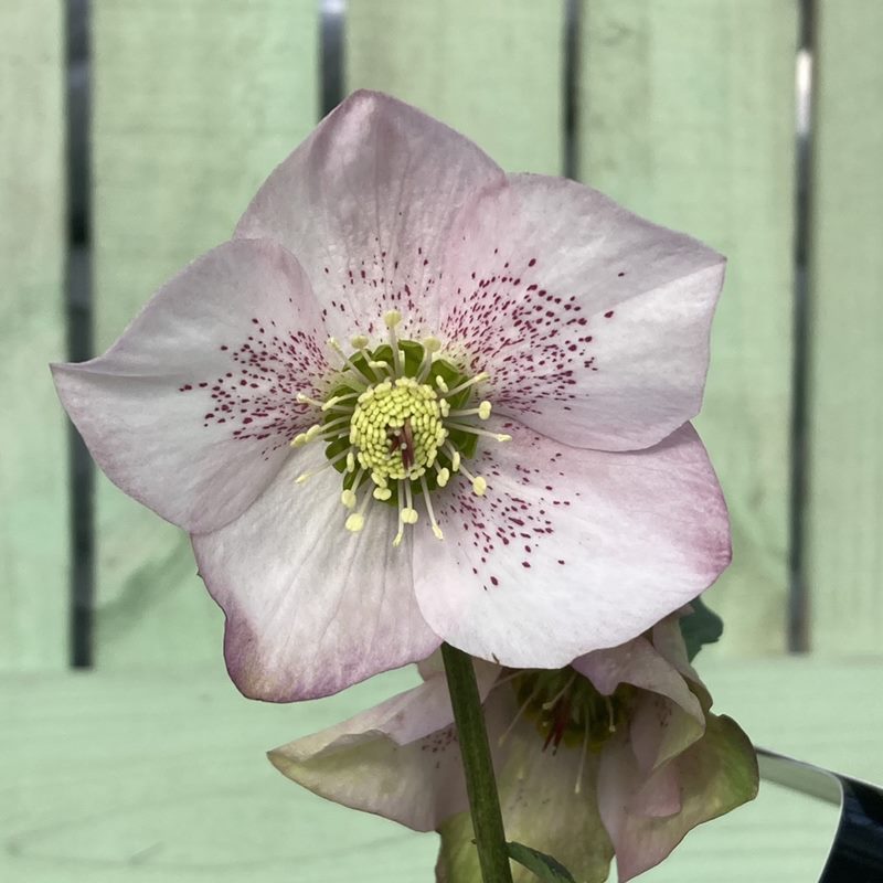 クリスマスローズ 童仙房 HGC散らず桜 4.5号（ギフト用カゴ・リボン