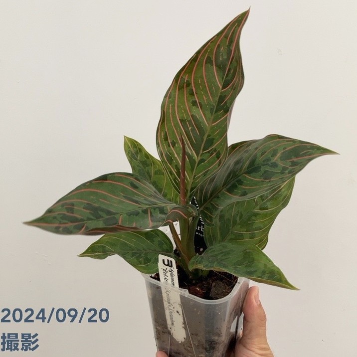 アグラオネマ レッドアーミー 3.5号｜観葉10-TU | 観葉・多肉