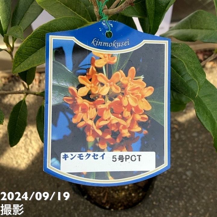 金木犀 キンモクセイ 5号｜花木04-PA | 花木・庭木 | 赤塚植物園