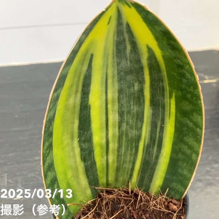 サンスベリア 3号 マッソニアナ バリエガータ 斑入り 生産鉢仕様｜観葉