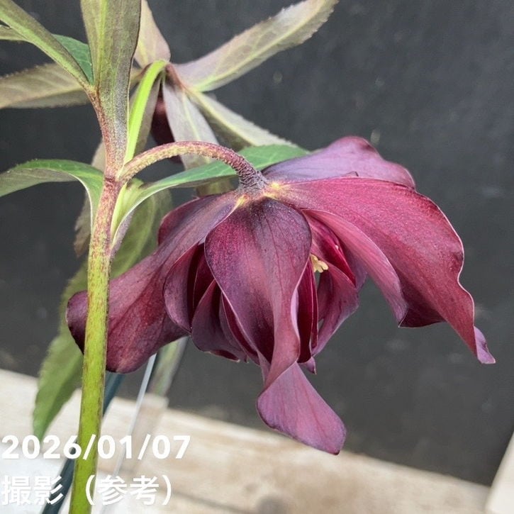 一点物】堀切園 クリスマスローズ ウィンターシンフォニー HEXE