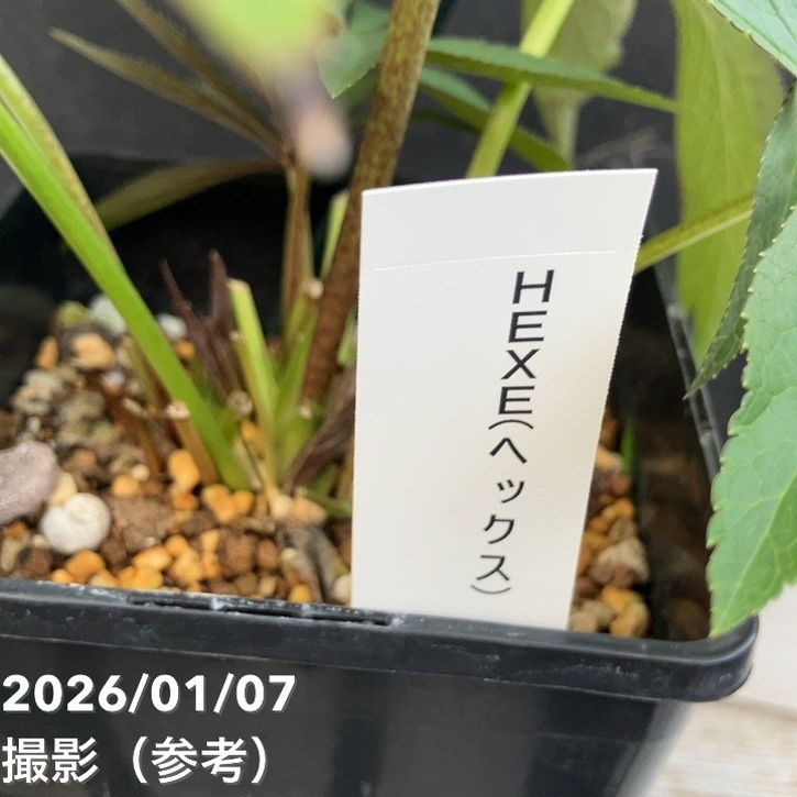 一点物】堀切園 クリスマスローズ ウィンターシンフォニー HEXE