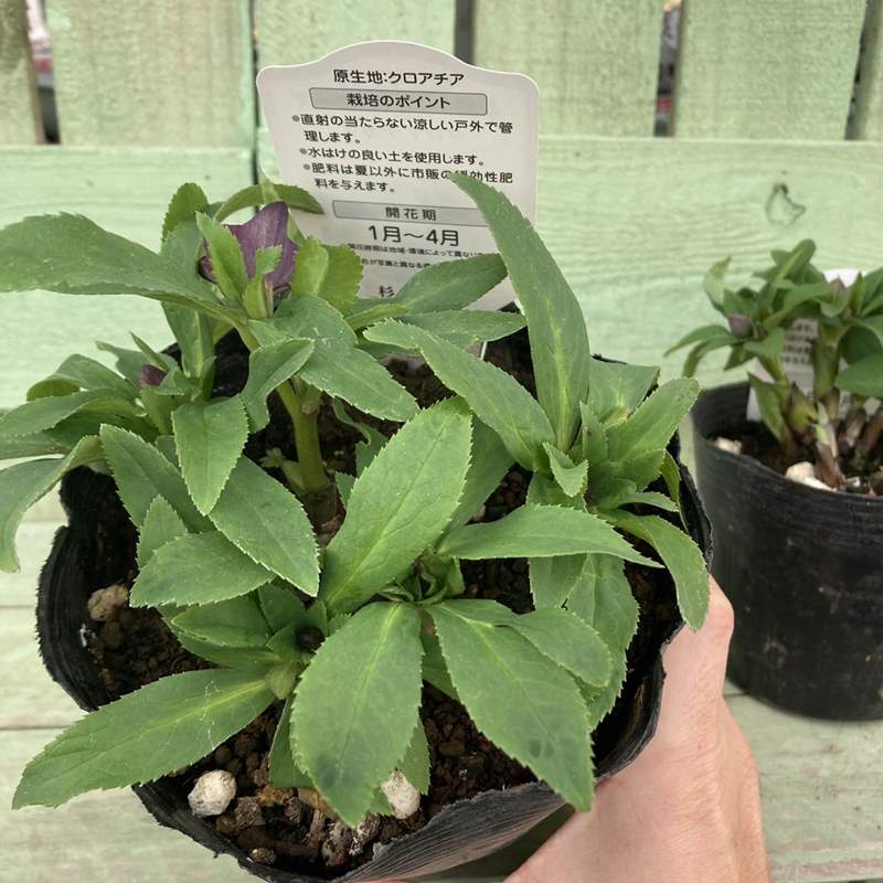 クリスマスローズ 原種 クロアチカス 5号ポット｜山野04-PA | 草花