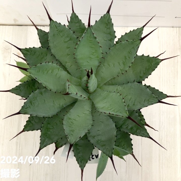 現品お届け】アガベ 5号 チタノタ 曲刺八荒雷神 Agave macroacantha