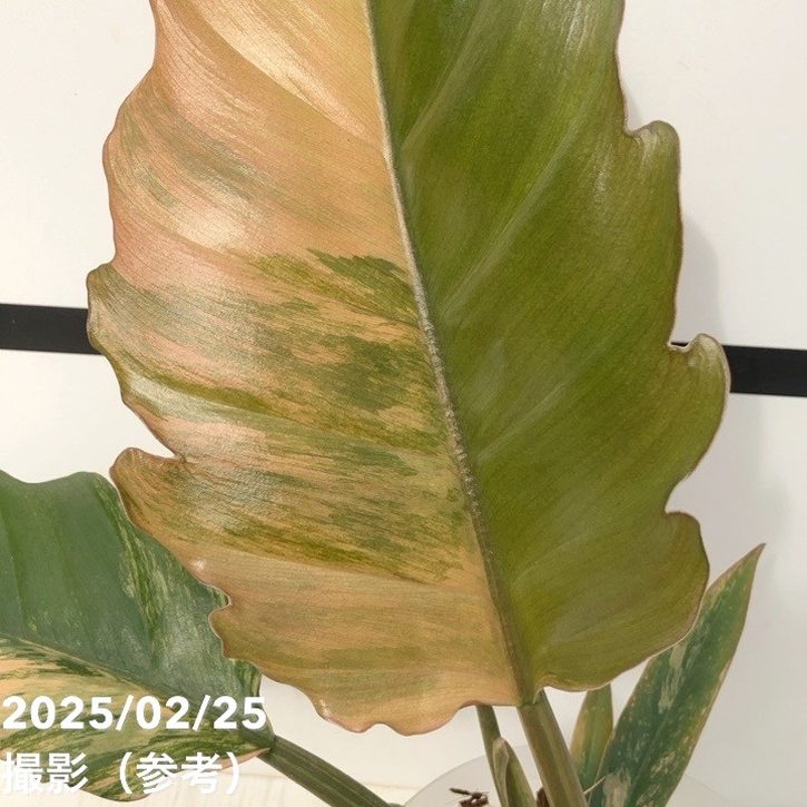 フィロデンドロン キャラメルマーブル 4号｜観葉10-TU | 観葉・多肉