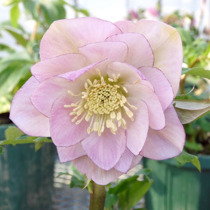 クリスマスローズ 伊勢みやび 3.5号 小町｜山野01-D1 | 草花