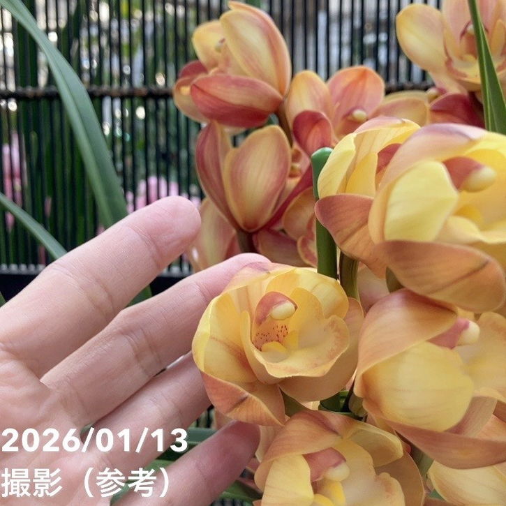 シンビジューム 6号プラ鉢 4本立 アトリ｜s200｜洋蘭04-PA | ギフト