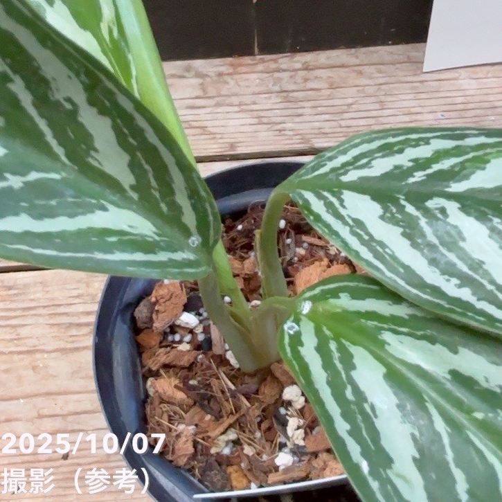現品お届け】アグラオネマ ニティドゥム カーティシー Aglaonema