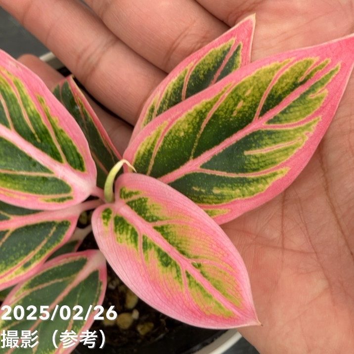 激レア！現品お届け】アグラオネマ 4号 ロータスディライト（3）｜観葉