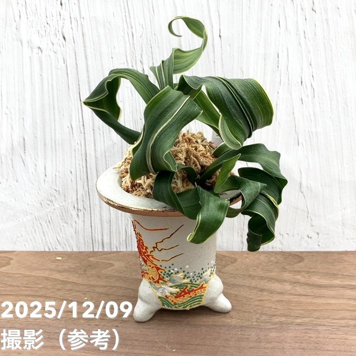 現品お届け】豊明園 万年青 オモト 海龍獅子実生（かいりゅうじし） 龍