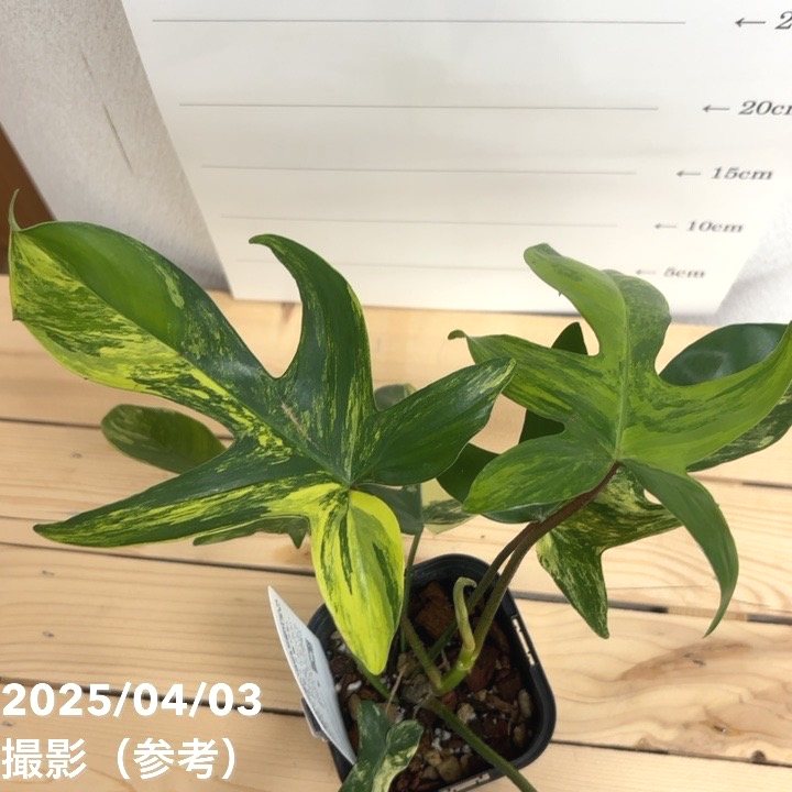 現品お届け】フィロデンドロン フロリダビューティー 3.5号ロング