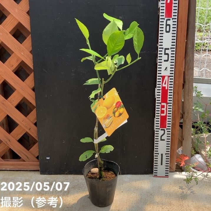 レモン マイヤーレモン 4号ポット 1年生苗｜柑橘｜果樹04-PA | 果樹