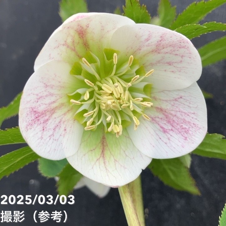 一点物】大和園 クリスマスローズ オリジナル交配種 4.5号（YA3