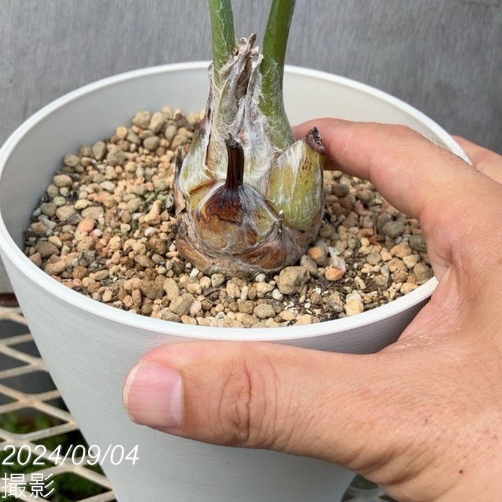 ディオーン スピヌロスム 5号白プラ鉢 ｜観葉01-D1 | 観葉・多肉