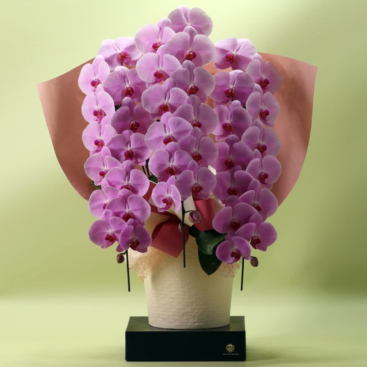 胡蝶蘭 3本立ちピンク39輪以上 [000302]の通販 | ヒカル・オーキッド