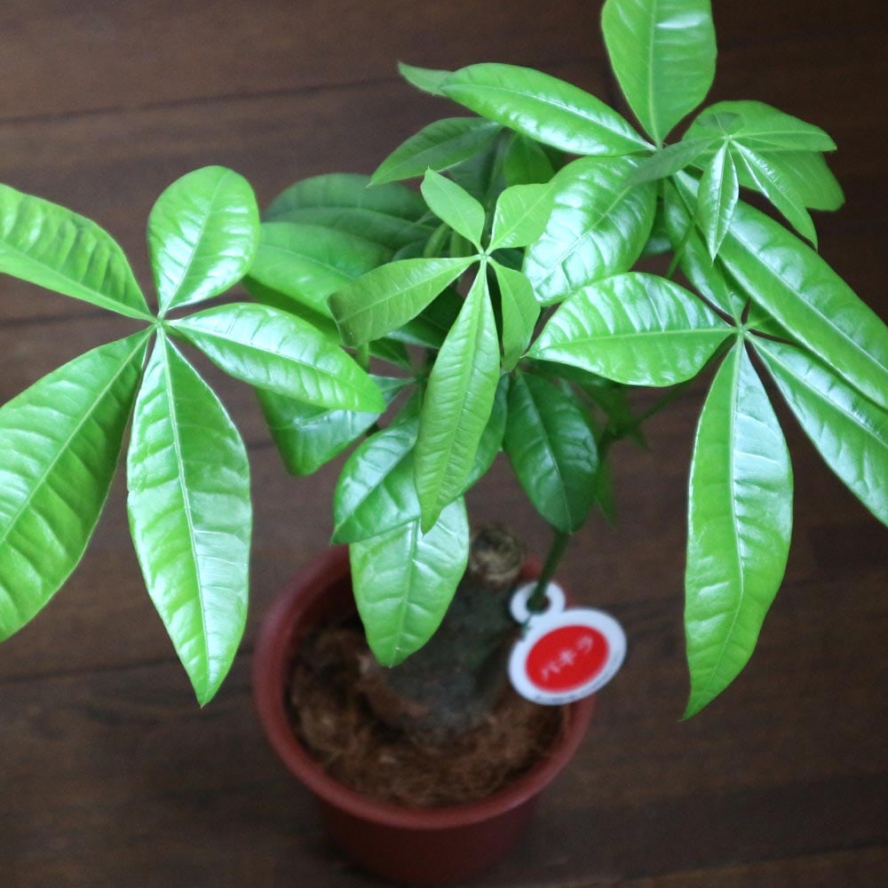 パキラ【小型 観葉植物 4号鉢／1個】｜ 【植物のITANSE】全品