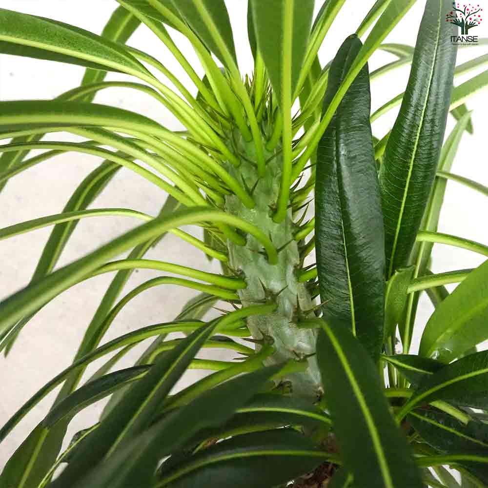 パキポディウム ラメリー 【多肉植物 8号鉢／1個売り】｜ 【植物の