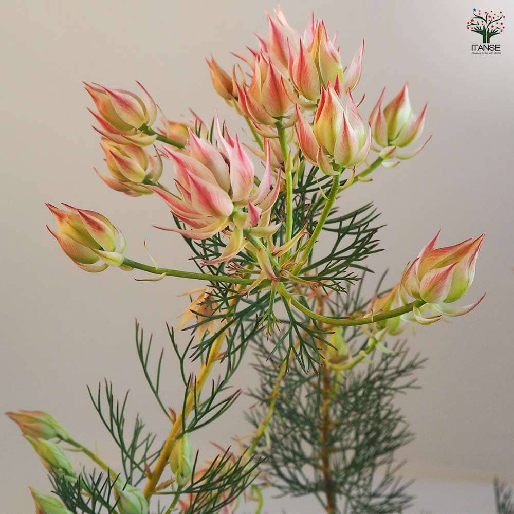 セルリア プリティピンク 【花木苗 6号鉢／1個売り】｜ 【植物の