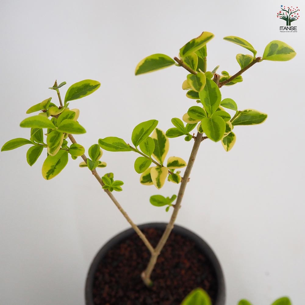 斑入イボタ お椀鉢 【盆栽 4号／1個売り】｜ 【植物のITANSE