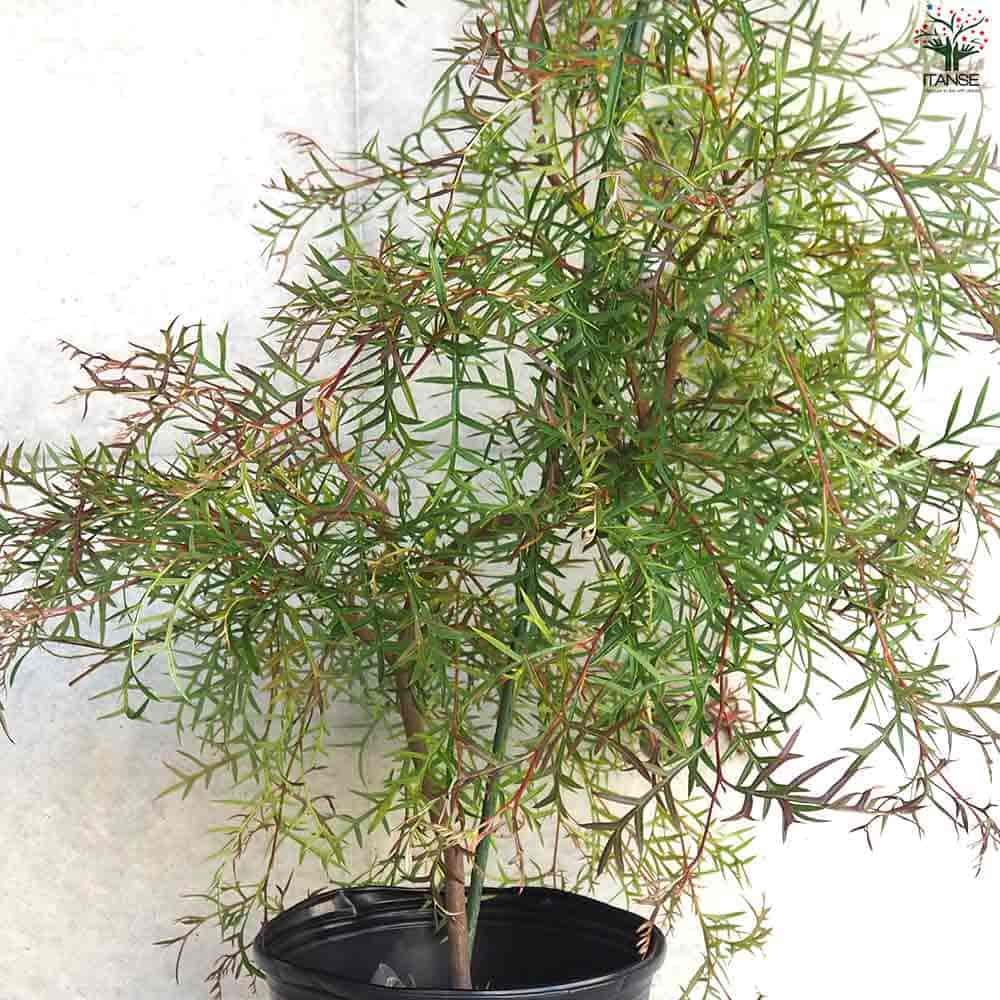 グレビレア ブロンズランバー 【庭木 9号ポット／1個売り】｜ 【植物の