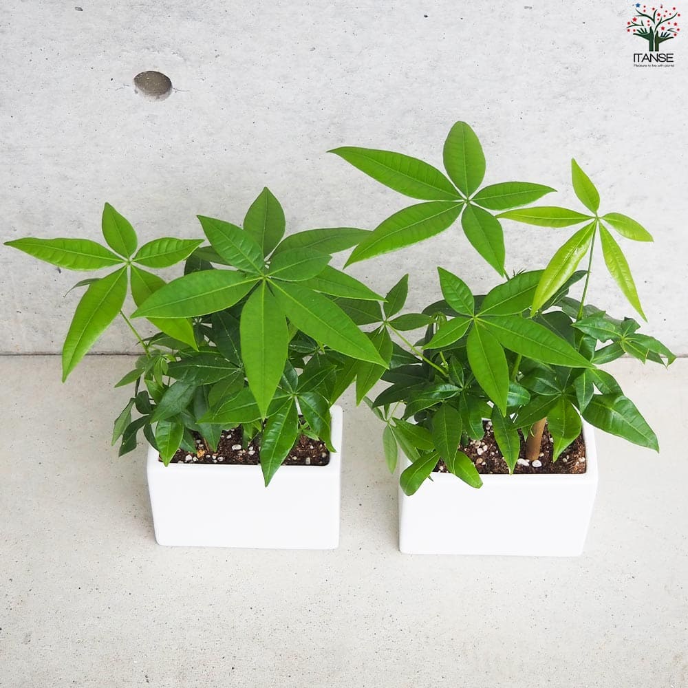 パキラ【観葉植物 5号インテリアホワイト陶器鉢】｜ 【植物の