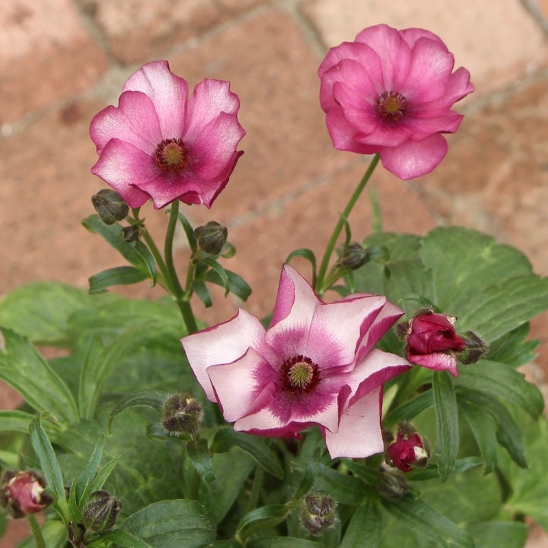 レア色!!ラナンキュラス・ラックス「エウロぺ」5号鉢