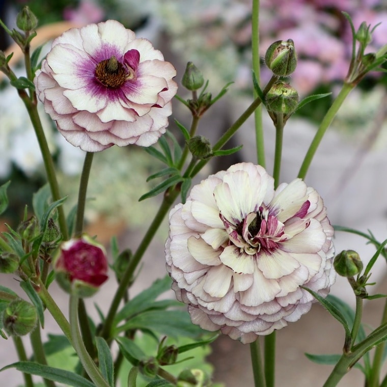 画像(最初の8枚)の現品いずれか☆ラナンキュラス・ラックス