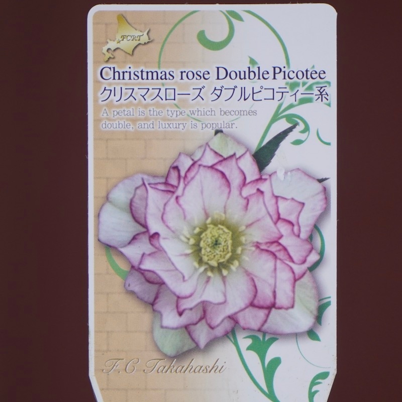 クリスマスローズ「ダブルピコティー系」3.5号ロングポット