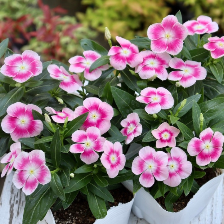 北島園芸さんのビンカ(日々草)「ピンクパンサー」(3.5号ポット)