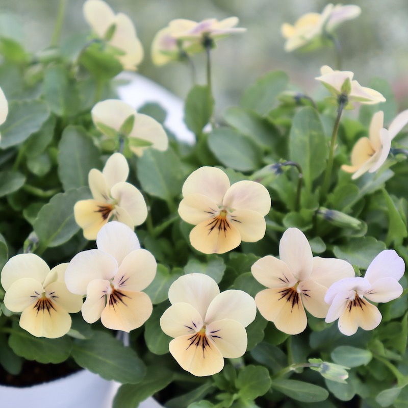 今年は1点限り☆フラワーハーツさんの小輪ビオラ・ビオレッタ「マース