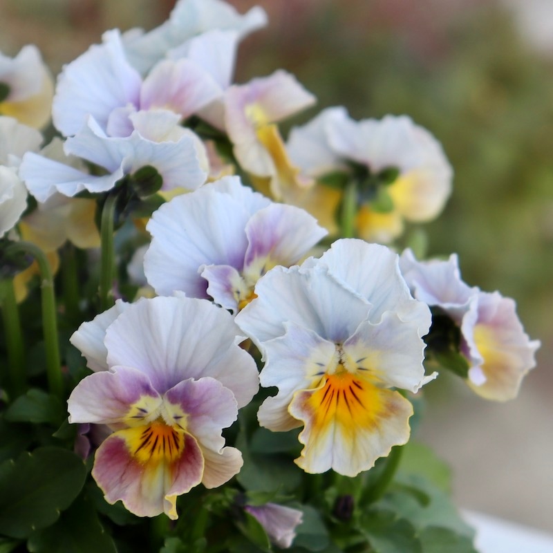 今シーズンのNEW現品1点限り☆サトウ園芸さんのビオラ・ヌーヴェル