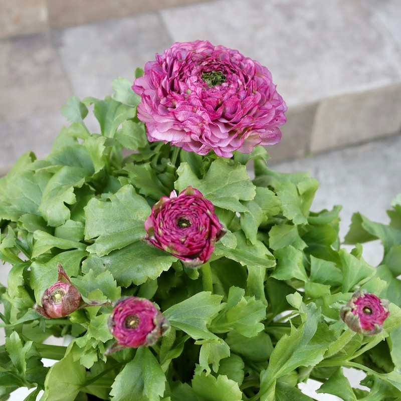 レア品種☆画像の現品!! 大輪ラナンキュラス・ポンポンシリーズ