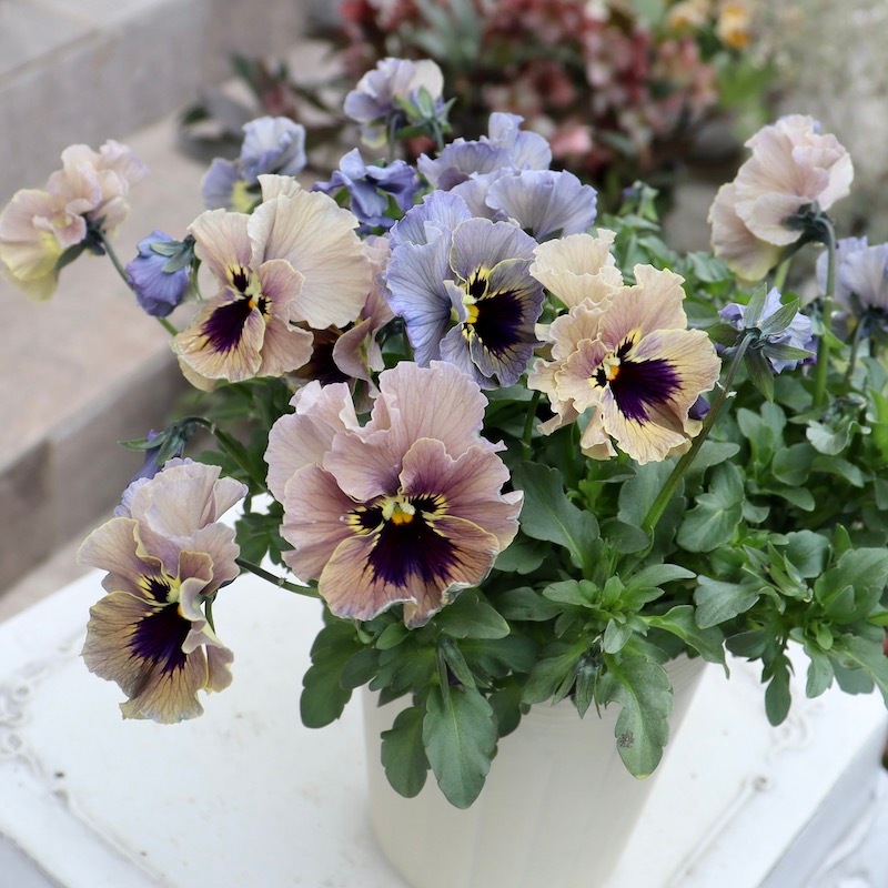 特大☆画像の現品!! 石川園芸さんのビオラ「レディ」スペシャル＜SP46＞