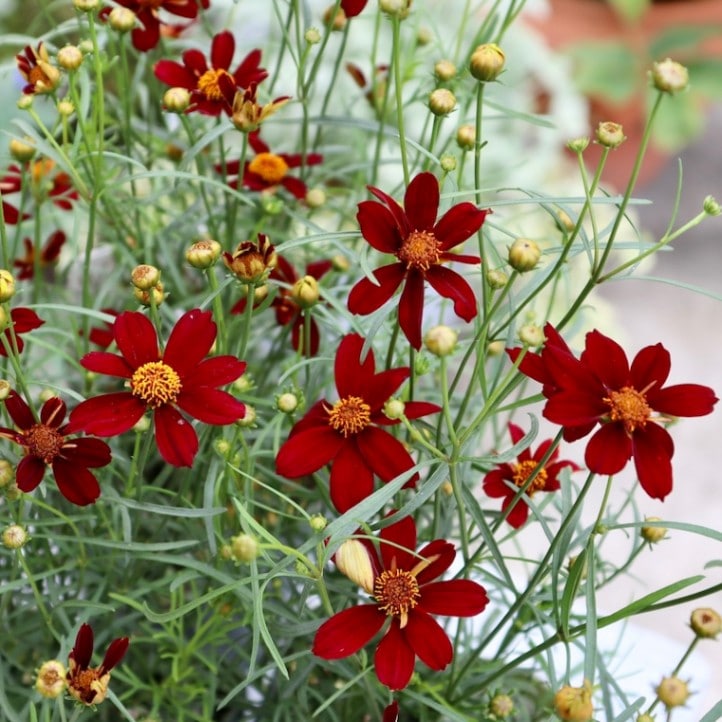 ゲブラさんの来年秋販売予定の新品種☆コレオプシス・タンゴレユール