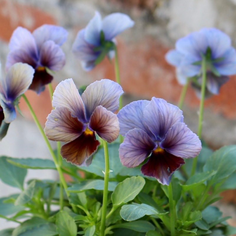 今シーズンのNEW現品1点限り☆サトウ園芸さんのビオラ・ヌーヴェル