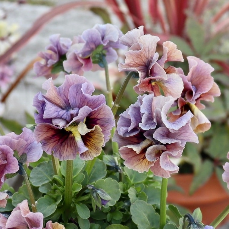 特大☆画像の現品1点限り!! 石川園芸さんのビオラ「レディ」スペシャル