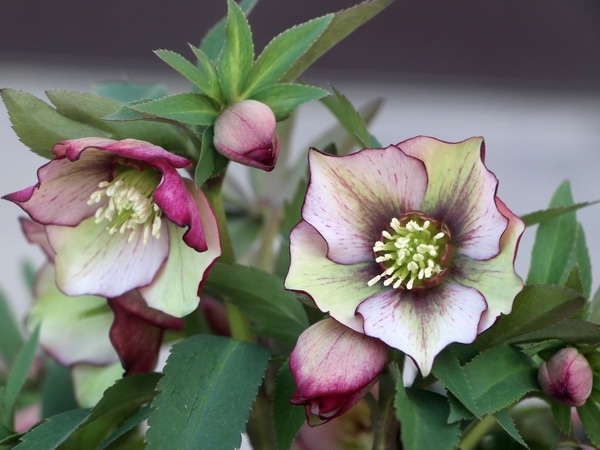 クリアランスセール☆【5.5号ポット】現品☆クリスマスローズ