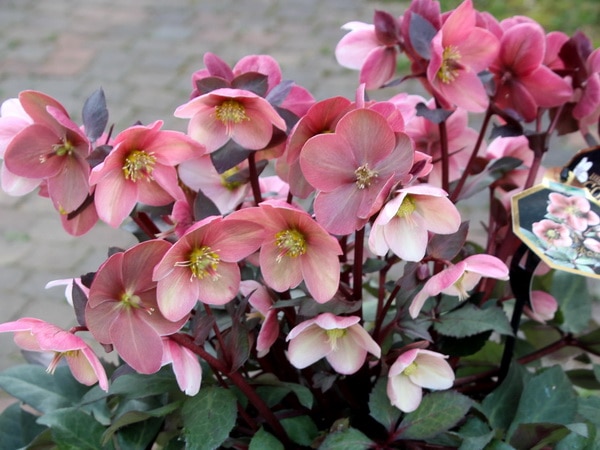 クリスマスローズ・HGC「ピンクフロスト」5.5号おしゃれ鉢